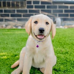 Adorable Golden Purebred Labrador Retriever Puppies/Labrador Retriever/Both/Younger Than Six Months,Adorable Labrador Retriever Puppies Ready for Their Forever Homes! 