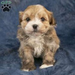 Tyler/Havanese									Puppy/Male	/8 Weeks,Hello! I’m Tyler, a cute, family raised, Havanese puppy that is looking for that special family to join! My ideal family will take me for walks in the park, provide me with yummy treats, rub my cute puppy belly, and give me lots of hugs and kisses. In return, I will provide you with many years of unconditional love! I will come up to date on all shots and dewormings, vet checked and all health records along with a one year genetic health guarantee.