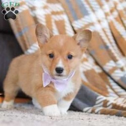 Darcy/Pembroke Welsh Corgi									Puppy/Female	/8 Weeks,Darcy is the sweetest AKC registered Corgi around! Her silky soft coat and wet puppy kisses are what dreams are made of:) She has stolen our hearts completely! Sporting a spunky personality in a small package, trademark to the breed, you cannot help but be drawn to this little one. She will join you on all the adventures you can come up with; her energy and willing attitude know no bounds. Among the most agreeable housedogs, Pembroke Welsh Corgis are strong, athletic, and lively. They love playtime and are affectionate without being needy. We just love this breed and want to give people the chance to share their home with this special type of dog! This little girl has a huge heart and a lot of love to give:) Our Corgis receive lots of care and attention, this shows in their confident and friendly personalities and also makes for a smooth transition to their new homes. 