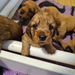 Basset Fauve de Bretagne puppies/Basset Fauve De Bretagne/Both/Younger Than Six Months,We have for sale male and female Fauve puppies. From wheaten to red.These exciting puppies are from my new French import. We have been breeding dogs for over 30 years and Fauves for 15 years. This breed has an amazing temperament and just so lovable.All microchiped, vaccinated, on limited registration and come with full health guarantees and support.Happy ro assist with transport interstate.Please email Dogs Queensland to verifymy membership. 400269710All enquiries to Katherine on ******** 253 REVEAL_DETAILS 