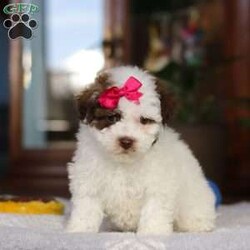 Mickey/Bich-Poo									Puppy/Female	/9 Weeks,Meet Mickey, a super sweet Bichapoo baby who will melt your heart into a puddle! She will come bouncing to greet you with sweet puppy kisses and loves to snuggle up in your lap. There’s never a dull moment with this baby around. She would love going everywhere with you and is no doubt the star of the show wherever she goes! Her mama is a super sweet Bichon Frise named Ginger weighing in at a darling 10 lbs. Dad’s name is Remington. He is a handsome Mini Poodle weighing in at 15 lbs. This means Mickey is expected to mature around 12 to 13 lbs. which is the ideal size if you’re looking for a small sized dog to take with you in the car or live comfortably in hour house/apartment. She is a beautiful combination of both her parents traits. We have kept her current on vaccines and deworming and she will arrive with her first vet exam completed, microchipped, and our one year genetic health guarantee is included for your peace of mind. We would love to have you meet her and are accepting appointments if you’re within driving distance from us. We do have delivery options available as well. Feel free to reach out to us (Andy & Dena) via call or text with any questions or to schedule a visit! (We are available Monday through Saturday)