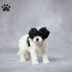Duke/Cavapoo									Puppy/Male	/6 Weeks,AKC registered / Genetically tested Parents – Happy and healthy – F1 Cavapoo – Up to date on and deworming – Microchipped – 6 month health/1 year genetic guarantees(1yr/2yr if you remain on recommended food)- Full vet examination Call/text/email to schedule a time to come out and visit. We can ship to you, or can meet you at our airport. We can also meet in between if a reasonable distance.