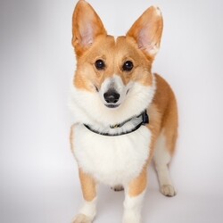 Adopt a dog:Jay/Pembroke Welsh Corgi/Male/Adult,Jay is here because we decided March is Corgi month and we pulled him from a shelter his owner did not have time to walk him.  He is 1-2 years old. Housebroken So friendly and  sweet! Needs an active family! A yard is big plus and would be good with little dogs that are sweet. He is has typical corgi energy for this reason we prefer kids 10 and up especially if you own another dog or cat to introduce them properly. He needs lots of yard time and walks or hikes. Again, he likes small dogs or cats. He is scared of big dogs and will hide from them or go away from them  but are working on that.  He is extremely friendly and not bothered by cars, or noise. Today we visited our mechanic and said hi to all, the town clerks and staff and local NYPD station where he enjoyed saying hi to his favorite police officers! 



For consideration please be over 26 in NY, NJ, Philadelphia or CT area only have kids 10  or over. Have a home with lots of dog runs,  parks or fenced in yard. Have an visible IG account when we ask for it please. Be active for puppies no couch potatoes!  Thank you. Most of all please follow step below and do not call us we are volunteers!  Please note we do not adopt in the Bronx nor Staten Island.
We have trainers in Brooklyn, LIC, Astoria, Manhattan, LI,  NJ ,and CT 20 miles from Greenwich. Kids `10 and up. He is good with all kids but we prefer older to continue his recall training. 

Step 1,  Email us suekmwdadoptions@gmail.com and tell us your experience with dogs and where u live. 2) If we need more info, we will send u an application 3) DO NOT CALL US 4) DO NOT EMAIL US at our website.  We get hundreds of people interested in adopting our dogs and can not possibly get back to everyone. Thank you for your cooperation. 

Please note we are volunteers and work with patients and can not take calls. Again email us only at the supplied email or via petfinder. Thank you.