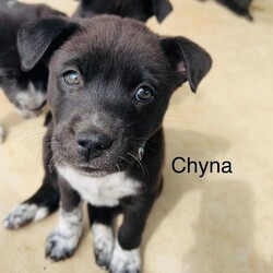 Adopt a dog:Chyna/Australian Cattle Dog / Blue Heeler/Female/Baby,Chyna is up for pre-adoption! 

Please apply here:

https://www.shelterluv.com/embed/animal/FODS-A-369