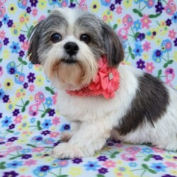 Adopt a dog:Schuler/Shih Tzu/Female/Senior,Hello, my name is Schuler, I’m a girl, I’m a Shih Tzu, I’m 10 years old, I’m 14.5 lbs, I’m pretty, and I am looking for a forever home somewhere in or near Connecticut. The first decade of my life didn't go as I had hoped. I was living way down south in Texas along the border of Mexico, and I was a stray, uncared for, and a matted mess when I was picked up off the street by a local dog rescue. My life has been hard, and I’m the type of girl who should have been living in the lap of luxury, being groomed and fussed over because I’m sweet and have manners. I don't potty inside or chew on your belongings. I adore my people and I don't freak out if I’m left home alone. I am allowed free-range status in my foster home because I am trustworthy. I’m friendly and affectionate but won't be slobbering all over you. I’m fine with other dogs but I’m more interested in people, and occasionally I’ll pick up a doggy toy to play with. I am nowhere near ready to retire but I do enjoy a relaxed lifestyle and a snuggly doggy bed or a place beside you on the sofa. I have a soft trachea resulting in a somewhat chronic cough but my foster mom gives me Cosequin which has been helping. Heartworm is a common problem here in Texas, but I have been treated and now I’m good to go. I hope my next decade is filled with so much love and happiness that my past is long forgotten, and it already is… just look at me now… I’m quite a beauty.

LOOKING FOR AN APPLICATION? Click on the 