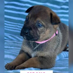 Adopt a dog:me/German Shepherd Dog/Female/Baby,Say hello to Ariel, Jasmine, Chewy, Luke, Yoda, Simba, Peter, Moana, Nala, and their momma, Hope. These babies were born on January 20, 2024. They are patiently awaiting the chance to bring happiness and love to their new families. They each have a bright and promising future. They are young enough to adjust to any family and any current pets. Applications are being accepted now as they will be ready to travel to their new homes soon.

If you are interested in welcoming one of these precious puppies into your home, we are delighted to offer transport services from Houston to the East Coast and Pacific Northwest every two weeks. This demonstrates our commitment to ensuring that these little ones find a loving and secure environment in which to thrive. The next available date for transportation is right around the corner, once they have completed their puppy shot series, ensuring their health and well-being. For more information on the adoption process and to submit an application, we kindly invite you to visit our website at https://www.springbranchrescue.org/available-pets.html. 

Why should you adopt from a Texas Rescue? Because you will be giving one of our many dogs and cats in need a chance for a better future from a city that has an animal crisis.  We are heartbroken each day with the many incredible and loving animals found wandering our streets.  So many have been dumped and cannot find their way home.  Many never even had a home and were born on the streets.  We gave them a chance.  Every animal deserves a chance. 

 If we are based in Houston, then how can you see our posts? We have fosters all over the Pacific Northwest allowing us to post in specific cities. We do not have a physical shelter. All of our adoptable pets are living with local foster families which will make the transition into your household a whole lot easier.  We have been doing this since 2019 and have been very successful.  

Still not sure if we're legit, don't take our word for it. Please look at our reviews from other adopter's who gave our Texas babies a chance at a better life. https://greatnonprofits.org/org/spring-branch-rescue.