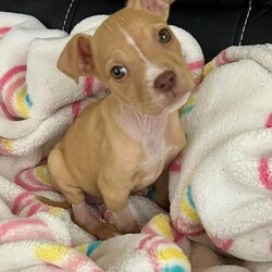 Adopt a dog:Emily/Mixed Breed/Female/Baby,Meet Emily! This sweet little girl is approximately 9 weeks old. Emily is looking for her furever home!  Email us at adopt@onelovedogrescue.org for an application.