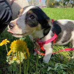 Adopt a dog:Miss Peabody/Australian Shepherd/Female/Baby,Meet Miss Peabody 

You can call me, Miss Peabody, Slowpoke, Miss Mosey, Miss Nosey, Miss Get-a-long-little-dogie. Miss bannana, banyanna, come on where are my Gwen Stefani fans, help me spell it. B-A-N-A-N-A Banana Split. The list of names will be as long as my body.

I was born a tricolor low rider on November 8, 2023, in March, I weigh 10 to 15 pounds, so I’ll probably grow to the smaller side of medium or the higher side of small. It’ll be a fun surprise! My siblings look to be mostly Australian Shepherd as a guess.

But if you adopt me, my breed doesn’t matter, because you’re not just getting a Australiannoodlecockadoodle. You will be getting the sweetest happiest, stop and smell the flowers, knows how to dodge big dogs running like a train, smart, easy going and loving cockadoodle-doo. 

I’m hoping to grow into a normal dog that does stuff such as steals socks, wakes you up, accompanies you on walks, supervises your bathroom visits. Whatever you need, I’ll be there! Just don’t ask me to grab something off the top shelf, you’re on your own for that Mister! 

Basics:
Miss Peabody- spayed female, DOB 11/8/23, tricolor, Australian Shepherd mix, might grow to 35 pounds, good with all dogs, good with kids, young enough to learn cats, sweet, happy 

Note: I’m with a rescue called DogHouse ArtHouse in Goliad, Texas. They partner with God’s Dogs Rescue and Your Texas Rescue Connection to transport dogs to adopters out of state. So I can move anywhere with the help of my friends.