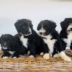 Adopt a dog:Bordoodle Pups First Gen Long Haired Border Collie x Miniature Poodle/Poodle (Miniature)/Both/Younger Than Six Months,Bordoodle Pup AdWe have 7 adorable BORDOODLE puppies for sale, 1 boy and 6 girls (non-shedding). Pups are an First Cross: Mum is a pure bred Long Haired Border Collie and Dad is a purebred Miniature Poodle (Orivet DNA Cleared). Our dogs are healthy and happy, a massive part of our family and have beautiful temperament and personalities. If you are looking for a loving companion or family pet these pups will be perfect for you.Boy 1 ‘Potato’Group Photo Girls Left to Right:Girl 1 ‘Spark’Girl 2 ‘Maggie’Girl 3 ‘Sparkles’Girl 4 ‘Collie’Girl 5 ‘Ziggy’Girl 6 ‘Snowflake’These gorgeous pups have been raised in a loving home. They love children as have been handled by our 3 children from birth. We are looking for excellent homes that will care for and love them. I am a registered breeder, the pups Mum and Dad are our beloved family pets. Mum (photo 8 & 10) weighs 15kg and is 48cms in height (ground to whither), Dad (photo 9) is 43cms ground to whither and weighs 12kgs. THE Pups will be MID SIZE DOGS, expected mature size approximately 12-15 kilos and 45cm at the withers (this represents the mid-point of the dog’s back between the shoulder blades of its front legs)..Our pups have been vet checked, microchipped, wormed every 2 weeks from birth and have had their first vaccination. They were born on 15th January 2024 and will be 8 weeks old and ready for their new homes on MONDAY 11th MARCH 2024.Transportation can be arranged (at buyers’ expense) and we may be able to deliver to SOME AREAS depending upon dates.Bordoodles are very loving, loyal family pets and must be included in your day-to-day life, our puppies are raised in a loving family home with other dogs, cat and children.BIN registered B000942891	RPBA Member number: 1570 Located in INVERELL NSW 2360Before contacting me PLEASE:Fully discuss purchasing the puppy with your family prior to inquiry.Consider timing of collecting puppy suits before initiating contact