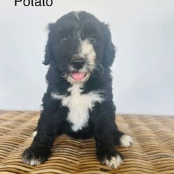 Adopt a dog:Bordoodle Pups First Gen Long Haired Border Collie x Miniature Poodle/Poodle (Miniature)/Both/Younger Than Six Months,Bordoodle Pup AdWe have 7 adorable BORDOODLE puppies for sale, 1 boy and 6 girls (non-shedding). Pups are an First Cross: Mum is a pure bred Long Haired Border Collie and Dad is a purebred Miniature Poodle (Orivet DNA Cleared). Our dogs are healthy and happy, a massive part of our family and have beautiful temperament and personalities. If you are looking for a loving companion or family pet these pups will be perfect for you.Boy 1 ‘Potato’Group Photo Girls Left to Right:Girl 1 ‘Spark’Girl 2 ‘Maggie’Girl 3 ‘Sparkles’Girl 4 ‘Collie’Girl 5 ‘Ziggy’Girl 6 ‘Snowflake’These gorgeous pups have been raised in a loving home. They love children as have been handled by our 3 children from birth. We are looking for excellent homes that will care for and love them. I am a registered breeder, the pups Mum and Dad are our beloved family pets. Mum (photo 8 & 10) weighs 15kg and is 48cms in height (ground to whither), Dad (photo 9) is 43cms ground to whither and weighs 12kgs. THE Pups will be MID SIZE DOGS, expected mature size approximately 12-15 kilos and 45cm at the withers (this represents the mid-point of the dog’s back between the shoulder blades of its front legs)..Our pups have been vet checked, microchipped, wormed every 2 weeks from birth and have had their first vaccination. They were born on 15th January 2024 and will be 8 weeks old and ready for their new homes on MONDAY 11th MARCH 2024.Transportation can be arranged (at buyers’ expense) and we may be able to deliver to SOME AREAS depending upon dates.Bordoodles are very loving, loyal family pets and must be included in your day-to-day life, our puppies are raised in a loving family home with other dogs, cat and children.BIN registered B000942891	RPBA Member number: 1570 Located in INVERELL NSW 2360Before contacting me PLEASE:Fully discuss purchasing the puppy with your family prior to inquiry.Consider timing of collecting puppy suits before initiating contact