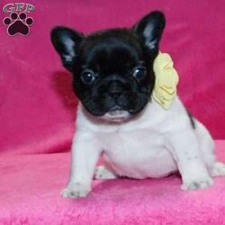 Sophie/French Bulldog									Puppy/Female	/8 Weeks,Hi,My name is Sophie and I’m very excited to run and play in the warm Spring sunshine with my new friends!! Adopt me into your home and I will bless you with sweet, puppy kisses and a sparkling puppyality!!!