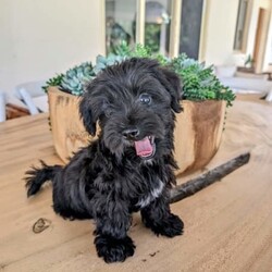 /Yorkshire Terrier/Both/Younger Than Six Months,Absolutely adorable “Yorkie-Poo” pups - Yorkshire Terrier X Toy Poodle - available now. These sweet little pups do not shed hair and are hypoallergenic. They have been training on puppy mats and more recently, on grass.Each pup is vet checked, microchipped, vaccinated, wormed & flea treated.DOB: 27/12/2023Mum is a Toy Poodle weighing 3.5kg & Dad is a Certified Yorkshire Terrier weighing 2kg. Both parents are available for viewing.Pick up from Kentlyn NSW. Please contact Latoia on ******** 509 REVEAL_DETAILS I am also happy to have a video call. Please no time wasters, serious enquiries only.FIND US ON INSTAGRAM @Pupsrus_auMicrochip numbers:941000027951940941000027951941941000027951942941000027951943RPBA #: 10150Puppies are similar size to Silky Terrier, toy poodles, toy cavoodles, Maltese, and pug