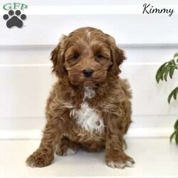 Kimmy/Cockapoo									Puppy/Female	/January 30th, 2024,Meet our adorable Cockapoo puppies, bred and raised with love in a family environment.These charming bundles of joy are not only irresistibly cute but also come with the assurance of being vet-checked and up-to-date on all necessary shots. Our commitment to their well-being ensures they’re ready to bring endless happiness into your home. With their affectionate nature and playful demeanor, Cockapoo puppies make perfect companions for individuals and families alike. Whether cuddled up on the couch or frolicking in the yard, these little ones are sure to steal your heart and become cherished members of your family. 
