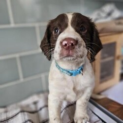 Ready now boy springer spaniel pups nearest offers on price/English springer spaniel/Mixed Litter/8 weeks,We are delighted to announce the arrival our beautiful puppies bred from our own two dogs. Both parents can be viewed with the puppies.
Both parents and puppies have fantastic temperaments and are great around people, children and other animals.

We have 3 girl and 6 boy puppies, they have been brought up in a loving family environment. All are friendly and love to interact.

Health
Puppies have been:
~puppies have been monitored and weighed from birth to ensure optimal weight gain and development
~microchipped -the puppies will be microchipped before leaving for their new homes as this is a legal requirement
~both mum and dad are true breed examples and have never had or experienced any health related issues / problems with brilliant temperaments and amazing personalities.

Security / deposit
To secure a specific puppy, we will be asking for a £100 non-refundable deposit.

Homes
Puppies are ready to leave in March.
Please genuine enquiries and loving, FOREVER homes only! Experience with keeping a dog is preferable (not essential) & I may ask a couple of simple questions upon initial contact regarding your home / work life to ensure all puppies find suitable forever homes.

The sire is KC registered. The dam
is pure bred but not KC registered. She is KC registered for activities.

First vaccination is not included. This is because most vets offer different types of vaccinate ions and more often than not the course would be needed to start again if they don’t have the same one