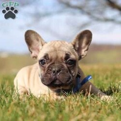 Wade/French Bulldog									Puppy/Male	/9 Weeks,Meet Wade, the most adorable little AKC Frenchie. With the most silkiest, wrinkly coat and cutest ears he is ready for any adventure you have planned. Wade loves his people very much and can’t wait to join his new family. Beyond their physical charm, Frenchies have the delightful personalities. They are known for being affectionate, playful, and loyal. Despite their small stature, they exude confidence and are often described as “big dogs in a small body”. Frenchie’s love being around people which makes wonderful lap dogs and cuddle buddies.