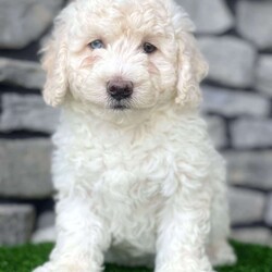 Murphy/Mini Goldendoodle									Puppy/Male	/8 Weeks,Murphy is a beautiful , blue eyed  F1b mini Goldendoodle, his mom is Ginger, she’s a 34# mini Goldendoodle and dad is Cowboy a mini poodle, he is up to date on his shots and he will is being well socialized with . 