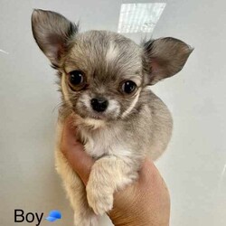 ANKC Pedigree Chihuahua puppies /Chihuahua (Long Coat)/Female/Younger Than Six Months,Pedigree Chihuahuas with papersLong coat availableAre you looking for something special in your next chihuahua come and check out new imp dogs all the way from Russia they are exceptionally well breed and the look that everyone wants .We breed for quality temperament , type and have a variety of colourCurrently have long coats available …Boutiquechi Chihuahuas on Instagram & Facebook.....Chihuahua pups available have been raised in a family environment with children and other pets they are very well socialised. All puppies are apart of our family until they find their forever homes so we work hard to find the perfect match for all our babies .All nessacry vet work has been done for 8 weeks of age when your puppie is ready to go home they will be microchipped, vaccination and have a certified vet check certificate.We offer a life time support any time you need advice or help we are only a phone call away always willing to try and help.956000015746748956000017130455Located in Corinella Victoria ******1684 REVEAL_DETAILS Registered dog breeder with dogs Victoria 3100022427Source Number RB101926