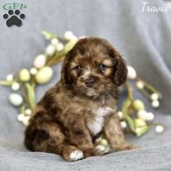 Travis/Cocker Spaniel									Puppy/Male	/6 Weeks,Indulge in the charm of our AKC-registered Cocker Spaniel puppies! Raised in the heart of our family, these pups are the epitome of affection and joy. With their silky coats and soulful eyes, each one radiates the classic Cocker Spaniel allure. Rest assured, our playful darlings are not only family-raised but also vet-checked, ensuring optimal health. Up-to-date on shots, they’re ready for a lifetime of shared adventures and unconditional love. Welcome a bundle of happiness into your home – our AKC Cocker Spaniel puppies await, promising a delightful blend of elegance and companionship.
