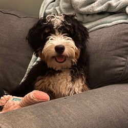 Adopt a dog:Mason/Bernedoodle/Male/Baby,Meet Mason, his foster family describes him as a friendly, energetic, loving puppy!  He loves to play fetch and play with his foster sisters. He loves having a large selection of stuffies and balls to play with.

He is great with other dogs and kids but can get excitable, so he may be best in a home with older children. He lives with a foster cat and sometimes get curious, but does well overall. He loves to snuggle and is a great combination of activity and relaxation. He loves going on car rides and adventures, but also loves to snuggle and take a nap curled up next to you. 

He has a unique personality that is silly and sweet. He loves snacks and knows how to sit. He is mostly housebroken and will go to the door when he needs to go out; but has also been known to sprinkle when he gets excited. Mostly when someone new comes in. 

You must be over 21 and a home owner to adopt me. Please visit www.pittiesandpurrs.org to fill out an application. For further information contact adoptpitties@gmail.com