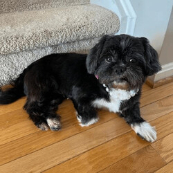 Adopt a dog:Kiki/Shih Tzu/Female/Senior,Meet Kiki! Kiki is about 9-10 years old and weighs about 15 lbs. We think Kiki looks like a Shih Tzu. Don't let Kiki's age fool you --- Kiki still has a good deal of energy and enjoys her multiple daily walks as well as playtime with her doggie toys. Kiki is great with other dogs both big and small. Kiki is pretty easy going but does not like for another dog to be near her food -- Kiki LOVES to eat:) Kiki enjoys a nice long nap either on her doggie bed or on someone's lap. Due to Kiki's age, we feel if there are children in her forever home, they should be dog savvy children ages 7 years and up. Kiki is spayed, up to date on vaccines, heartworm negative and microchipped.

***You must be at least 25 years of age to adopt from Canine and Kitties Rescue*** 

The adoption fee for this dog is $375.00, which helps with the cost of routine vet care. 

***Please note that our first step in approving adoption applicants is to complete a vet check. Vetting of current and past pets is very important to us, thus we will be speaking with the vet(s) listed on your application to ensure that your current and previous pet(s) are kept up to date on vaccines (including rabies), spayed or neutered, maintained on appropriate monthly preventatives and examined annually by your vet.*** 

Our organization cannot guarantee the exact breed of any animal in our care. The breed listed is based on any background we may have been provided, and/or the general appearance of the animal.

**Please visit www.caninesandkittiesrescue.org to complete our non-binding application.**