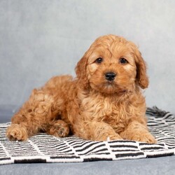 Lester/Cockapoo									Puppy/Male	/January 20th, 2024,These little sweethearts are waiting for you to bring them home! They have been raised by the Peachey family and are well socialized around children, adults and other animals. Each puppy has been vet checked and is up to date on their vaccinations and dewormer. Don’t miss out on these little darlings…they promise to fill your heart and home with lots of love and snuggles!