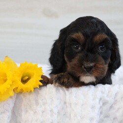 Sage/Cavapoo									Puppy/Female	/5 Weeks,To contact the breeder about this puppy, click on the “View Breeder Info” tab above.