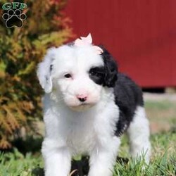 Raine/Sheepadoodle									Puppy/Female	/February 2nd, 2024,Fluffy, cute, and charming are just a few of the words I would use to describe this darling Raine. These sweet Sheepadoodles may just be that missing thing in your life. They’ll steal your heart with excited tail wags and sloppy puppy kisses and in no time, they’ll feel like they’ve always been a part of your family. Having received lots of love and attention since birth has allowed these pups to become very adaptable and well socialized. They will have no problem becoming accustomed to their new families and their lifestyles. Sheepadoodles are known for being affectionate and very playful. They tend to be good with children and other pets, making them excellent family dogs.
