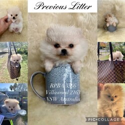 PUREBRED TEACUP SIZED POMERANIAN /Pomeranian/Female/Younger Than Six Months,Hey everyone! We are excited to announce we have one last female Miniature Teacup Sized Purebred Pomeranians.These angels are bred with quality, perfectly healthy (DNA tested), very small sized and light weight parents ensuring that the puppies are guaranteed to grow up to be very tiny, small enough to fit in a handbag like their Mum. We anticipate their average weights to be between 1.5-2.5 kilograms as per previous litters in the past. Mum is only sitting at 2 kilograms where as dad is sitting at 3 kilograms as shown in photos.They were born on the 01st of October 2023 so that'll be the day to celebrate their little birthday 