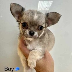 ANKC Pedigree Chihuahua puppies /Chihuahua (Long Coat)/Female/Younger Than Six Months,Pedigree Chihuahuas with papersLong coat availableAre you looking for something special in your next chihuahua come and check out new imp dogs all the way from Russia they are exceptionally well breed and the look that everyone wants .We breed for quality temperament , type and have a variety of colourCurrently have long coats available …Boutiquechi Chihuahuas on Instagram & Facebook.....Chihuahua pups available have been raised in a family environment with children and other pets they are very well socialised. All puppies are apart of our family until they find their forever homes so we work hard to find the perfect match for all our babies .All nessacry vet work has been done for 8 weeks of age when your puppie is ready to go home they will be microchipped, vaccination and have a certified vet check certificate.We offer a life time support any time you need advice or help we are only a phone call away always willing to try and help.956000015746748956000017130455Located in Corinella Victoria ******1684 REVEAL_DETAILS Registered dog breeder with dogs Victoria 3100022427Source Number RB101926