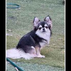 ANKC Pedigree Chihuahua puppies /Chihuahua (Long Coat)/Female/Younger Than Six Months,Pedigree Chihuahuas with papersLong coat availableAre you looking for something special in your next chihuahua come and check out new imp dogs all the way from Russia they are exceptionally well breed and the look that everyone wants .We breed for quality temperament , type and have a variety of colourCurrently have long coats available …Boutiquechi Chihuahuas on Instagram & Facebook.....Chihuahua pups available have been raised in a family environment with children and other pets they are very well socialised. All puppies are apart of our family until they find their forever homes so we work hard to find the perfect match for all our babies .All nessacry vet work has been done for 8 weeks of age when your puppie is ready to go home they will be microchipped, vaccination and have a certified vet check certificate.We offer a life time support any time you need advice or help we are only a phone call away always willing to try and help.956000015746748956000017130455Located in Corinella Victoria ******1684 REVEAL_DETAILS Registered dog breeder with dogs Victoria 3100022427Source Number RB101926