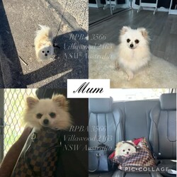 PUREBRED TEACUP SIZED POMERANIAN /Pomeranian/Female/Younger Than Six Months,Hey everyone! We are excited to announce we have one last female Miniature Teacup Sized Purebred Pomeranians.These angels are bred with quality, perfectly healthy (DNA tested), very small sized and light weight parents ensuring that the puppies are guaranteed to grow up to be very tiny, small enough to fit in a handbag like their Mum. We anticipate their average weights to be between 1.5-2.5 kilograms as per previous litters in the past. Mum is only sitting at 2 kilograms where as dad is sitting at 3 kilograms as shown in photos.They were born on the 01st of October 2023 so that'll be the day to celebrate their little birthday 