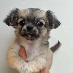 ANKC Pedigree Chihuahua puppies /Chihuahua (Long Coat)/Female/Younger Than Six Months,Pedigree Chihuahuas with papersLong coat availableAre you looking for something special in your next chihuahua come and check out new imp dogs all the way from Russia they are exceptionally well breed and the look that everyone wants .We breed for quality temperament , type and have a variety of colourCurrently have long coats available …Boutiquechi Chihuahuas on Instagram & Facebook.....Chihuahua pups available have been raised in a family environment with children and other pets they are very well socialised. All puppies are apart of our family until they find their forever homes so we work hard to find the perfect match for all our babies .All nessacry vet work has been done for 8 weeks of age when your puppie is ready to go home they will be microchipped, vaccination and have a certified vet check certificate.We offer a life time support any time you need advice or help we are only a phone call away always willing to try and help.956000015746748956000017130455Located in Corinella Victoria ******1684 REVEAL_DETAILS Registered dog breeder with dogs Victoria 3100022427Source Number RB101926
