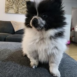 Pure breed pomeranian puppies/Pomeranian/Both/Younger Than Six Months,Stunning Purebred Pomeranian Female and Male Puppy for sale.We are experienced responsible breeders.Our cute puppies is raised in a very loving family environment and are very well socialised and active.Our stunning puppies are available to leave to their new home now,will come vaccinated, wormed, vet checked and microchipped.Both parents have been DNA tested and both parents are certified and clear of a hereditary genetic disease.Our puppies are raised with love and care, as part of our family. It would be fantastic if you could tell us a bit about your self before coming to see the puppy.DOB: 08/11/2023Colour: Fawn and whiteSex: MaleD.O.B: 08/11/2023Colour: Balck and white Sex: Female 