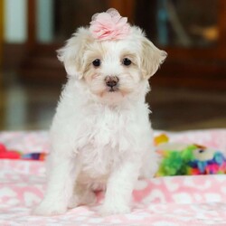 Maggie/Maltipoo									Puppy/Female	/9 Weeks,Look at this darling little Maltipoo named Maggie! The Maltipoo is a small-sized designer dog breed that is a cross between a Maltese and a Poodle. They are known for their charming appearance, friendly demeanor, and intelligence. They are often friendly, outgoing, and enjoy being around people, including children and other pets. They tend to form strong bonds with their owners and can be quite loyal and protective. Maltipoos are also intelligent dogs and respond well to training, making them suitable for obedience and agility activities.