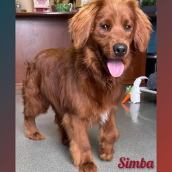 Adopt a dog:Simba/Cavapoo/Male/Young,? Hello, World! Meet Simba! ?

Hey there, everyone! I'm Simba, the energetic and oh-so-charming Golden Cavapoo puppy ready to make my mark on the world! At a perfect 37 pounds of adorable, I'm here to spread joy and love wherever I go.

Picture this: a fluffy, golden bundle of energy with a heart as big as the savannah—that's me in a nutshell! With my playful spirit and boundless enthusiasm, I'm always up for an adventure and ready to take on the world with a wagging tail and a smile on my face.

Whether it's chasing after tennis balls, frolicking in the grass, or simply showering my favorite humans with kisses, I'm happiest when I'm spreading joy and laughter to everyone around me. And at 37 pounds of perfectness, I've got enough love to go around for everyone!

So, if you're in need of a furry friend who's as energetic as they come and ready to make every day an adventure, then look no further—because I'm your guy! Let's make memories, share laughs, and embark on this journey called life together. Adopt me, Simba, and let's make every moment as golden as can be! ??