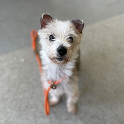Adopt a dog:Hudson/Maltese/Male/Adult,Tiny but mighty Hudson! Someone you can fall in love with so easily. This Maltese Mix could be mistaken as a butterfly since he is so social! At a scale breaking 10.8lbs, he wants to be where you are- as long as you keep going going going! Enthusiastically walking to sniffing, playing back to walking. You would never believe he is 6 years old! With all this spunk, we do recommend Hudson go with older respectful children who aren’t very handsy.

Ready for a cuddle and kiss machine that could fit in your pocket? The Monmouth County SPCA is open for walk-ins every day, starting at noon!