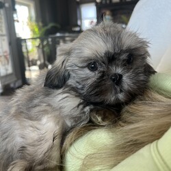 Adopt a dog:Huck/Shih Tzu/Male/Baby,Only 11 weeks This is HUCK  male weighing 3. pounds now
Pure SHIHTZU 
 Born in the closed down mill in Wisconsin  but he is with us now and her sibilings   he is a foster home with Dogs and Cats and is the sweetest pup 
ANOTHER DOG REQUIRED IN HOME
he is now ready for adoption 
Neutered and all updated shots 
Please fill out the application on this link 
https://www.shelterluv.com/matchme/adopt/POSH/Dog