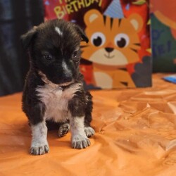 Adopt a dog:Augie/Australian Shepherd/Male/Baby,Augie  is a 9 week old, 7 lb male Australian shepherd/ mix. 

Augie is currently located in South Texas and will be transported. 

Hi, I'm Augie. My sister and I are both 