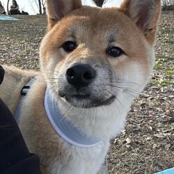 Adopt a dog:Dex/Shiba Inu/Male/Young,Dex is a 10 month old Shiba Inu he will is a sweet boy and will need to continue training. . Training will be required.  He is very playful and could needs an active family. Thank you. No kids under 12 and you must have a visible Instagram please. 

Have a flexible schedule first 12 weeks of adoption, be active, no kids under 8 years old we want you  to focus on training a puppy or dog! If you are planning to go away please take him with you.

For consideration please be over 26 in NY, NJ, Philadelphia or CT area only have kids 12  or over. Have a home with lots of dog runs,  parks or fenced in yard. Have an visible IG account when we ask for it please. Be active for puppies no couch potatoes!  Thank you. Most of all please follow step below and do not call us we are volunteers!  Please note we do not adopt in the Bronx nor Staten Island.
We have trainers in Brooklyn, LIC, Astoria, Manhattan, LI,  NJ ,and CT 20 miles from Greenwich. Kids `8 and up. He is good with all kids but we prefer older to continue his recall training. 


Step 1,  Email us suekmwdadoptions@gmail.com and tell us your experience with dogs and where u live. 2) If we need more info, we will send u an application 3) DO NOT CALL US 4) DO NOT EMAIL US at our website.  We get hundreds of people interested in adopting our dogs and can not possibly get back to everyone. Thank you for your cooperation. 

Please note we are volunteers and work with patients and can not take calls. Again email us only at the supplied email or via petfinder. Thank you.