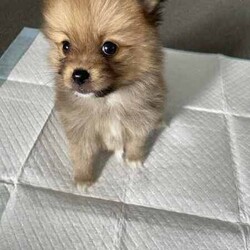 Purebred Pomeranian female puppies/Pomeranian/Female/Younger Than Six Months,These purebred adorable pups were born on Jan 26th, available to loving homes after March 22nd when they are 8 weeks old.* Daddy is a purebred pom weighing 2.1kg - cream/fox colour* Mom is a purebred foxy pom weigh 2.0kgAll parents have been DNA tested with certificate.Yes, we are breeders with more than one female dog. We own both parents.Total 3 cute girls and 1 boy available:- Boy is cream colour, will be very similar to his dad when he's bigger. - SOLD- 3 girls available. Every single girl is different and adorable in their own way.(One reserved)Our puppies are dearly loved, and we want them to go to homes where they will receive the same level of love and care. They are getting cuddles by my children every day.Puppies will come with:1. Vaccination record2. Microchip info3. Vet checked4. Handy notes for raising pups7. Sample puppy food the pupsMicrochip: 900164002097000, 900164002097001We locate in Kogarah 2217. SMS for more details.Responsible pet breeder Australia number: 7634Member of Master Dog Breeders and Associates MDBA30326BIN B975315777