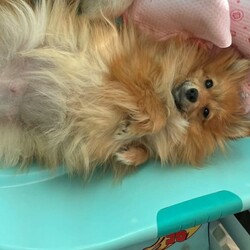 Purebred Pomeranian female puppies/Pomeranian/Female/Younger Than Six Months,These purebred adorable pups were born on Jan 26th, available to loving homes after March 22nd when they are 8 weeks old.* Daddy is a purebred pom weighing 2.1kg - cream/fox colour* Mom is a purebred foxy pom weigh 2.0kgAll parents have been DNA tested with certificate.Yes, we are breeders with more than one female dog. We own both parents.Total 3 cute girls and 1 boy available:- Boy is cream colour, will be very similar to his dad when he's bigger. - SOLD- 3 girls available. Every single girl is different and adorable in their own way.(One reserved)Our puppies are dearly loved, and we want them to go to homes where they will receive the same level of love and care. They are getting cuddles by my children every day.Puppies will come with:1. Vaccination record2. Microchip info3. Vet checked4. Handy notes for raising pups7. Sample puppy food the pupsMicrochip: 900164002097000, 900164002097001We locate in Kogarah 2217. SMS for more details.Responsible pet breeder Australia number: 7634Member of Master Dog Breeders and Associates MDBA30326BIN B975315777