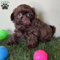 Wrangler/Shih-Poo									Puppy/Male	/11 Weeks,Hey there, My name is Wrangler! I am a very cute male rare chocolate colored Shihpoo! I was born on January 8th, 2024. I am such a sweet and playful little guy! A Shihpoo is a combination of a Shihtzu and a Mini Poodle which makes me hypoallergenic and means that I don’t shed alot. I’m looking for my new family, could that be with you? If you choose me I will come home to you with my vaccinations and wormer up to date and I will also be microchipped! If you think that I would make the perfect little additon to your family, then please call or text to find out more information about me!