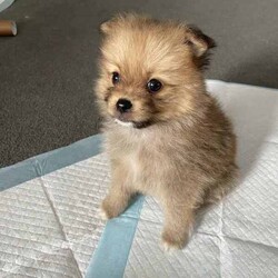 Purebred Pomeranian female puppies/Pomeranian/Female/Younger Than Six Months,These purebred adorable pups were born on Jan 26th, available to loving homes after March 22nd when they are 8 weeks old.* Daddy is a purebred pom weighing 2.1kg - cream/fox colour* Mom is a purebred foxy pom weigh 2.0kgAll parents have been DNA tested with certificate.Yes, we are breeders with more than one female dog. We own both parents.Total 3 cute girls and 1 boy available:- Boy is cream colour, will be very similar to his dad when he's bigger. - SOLD- 3 girls available. Every single girl is different and adorable in their own way.(One reserved)Our puppies are dearly loved, and we want them to go to homes where they will receive the same level of love and care. They are getting cuddles by my children every day.Puppies will come with:1. Vaccination record2. Microchip info3. Vet checked4. Handy notes for raising pups7. Sample puppy food the pupsMicrochip: 900164002097000, 900164002097001We locate in Kogarah 2217. SMS for more details.Responsible pet breeder Australia number: 7634Member of Master Dog Breeders and Associates MDBA30326BIN B975315777