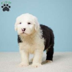 Justin/Old English Sheepdog									Puppy/Male	/8 Weeks,Meet Justin, the most lovable Old English Bulldog you’ll ever lay eyes on! He’s not just any pup, he’s AKC registered, meaning he’s top-notch pedigree. Justin’s a social butterfly, always wagging his tail and ready for cuddles. Plus, he’s had his vet check-up, so you know he’s as healthy as can be. Safety first – he’s got a microchip, so he won’t ever get lost. And guess what? He’s already had his vaccines and dewormer, so no worries there! Justin’s not just a pet; he’s family waiting to happen. Whether you’re looking for a loyal companion for walks in the park or a snuggle buddy for movie nights, Justin’s your guy. Don’t miss out on making Justin a part of your forever home!