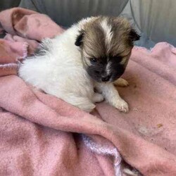 Purebred Pomeranian Puppies/Pomeranian/Both/Younger Than Six Months,I have 2 purebred Pomeranian puppies for sale, they are currently 4 weeks old and will be ready for there new homes 22/04/2024.They will both be vaccinated and health checked before leaving.1x Wolf Sable Party Female1x Chocolate Blue Party MaleAsking $2500 eachThere will be no hold on the puppies without a non refundable depositPlease call or text me on ******3763 for more information REVEAL_DETAILS Please message for more photos