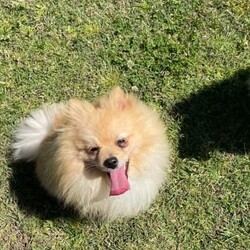 Purebred Pomeranian female puppies/Pomeranian/Female/Younger Than Six Months,These purebred adorable pups were born on Jan 26th, available to loving homes after March 22nd when they are 8 weeks old.* Daddy is a purebred pom weighing 2.1kg - cream/fox colour* Mom is a purebred foxy pom weigh 2.0kgAll parents have been DNA tested with certificate.Yes, we are breeders with more than one female dog. We own both parents.Total 3 cute girls and 1 boy available:- Boy is cream colour, will be very similar to his dad when he's bigger. - SOLD- 3 girls available. Every single girl is different and adorable in their own way.(One reserved)Our puppies are dearly loved, and we want them to go to homes where they will receive the same level of love and care. They are getting cuddles by my children every day.Puppies will come with:1. Vaccination record2. Microchip info3. Vet checked4. Handy notes for raising pups7. Sample puppy food the pupsMicrochip: 900164002097000, 900164002097001We locate in Kogarah 2217. SMS for more details.Responsible pet breeder Australia number: 7634Member of Master Dog Breeders and Associates MDBA30326BIN B975315777