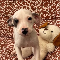 Adopt a dog:Lena/Catahoula Leopard Dog/Female/Baby,She is a puppy who will need crate and potty training we believe she is a catahoula mix we are not sure if the parents Found in a box behind a store apply crossedpawspetrescue.org