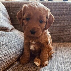 Adopt a dog:Beautiful F1 Red Cockapoo Puppies (ready soon!)/Cockapoo/Mixed Litter/7 weeks,Open to offers!

We have 5 beautiful F1 Cockapoo puppies for sale. Born on 16th Feb, they will be ready for their forever home on 12th April. They’re ready for viewing now so please come and meet them!

Mum is our dog Lilly who is a red working cocker spaniel. She is very gentle, loving and playful! Dad is a stud dog toy red poodle, fully health checked. Born and raised in the family home.

We have 2 boys and 3 girls. Both boys are red. We have 1 brown girl, 1 pale red girl and 1 red girls. The puppies are so playful and adorable!

All will be microchipped with their first set of vaccinations. Vet checked and de wormed.

Every puppy will come with a puppy pack which includes some food they’ve been weaned on to, a blanket with mums scent and their favourite toy!

Any questions please let me know, and of course come and meet them and you’ll fall in love!

Serious offered considered