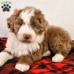 Bo/Mini Aussiedoodle									Puppy/Male	/8 Weeks,Meet Bo, the Sweetest Blue Merle Mini Aussiedoodle Male! He is super friendly and loves to have fun! He is the sweetest little boy, and is super cuddly.