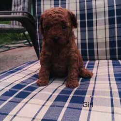 Adopt a dog:Gorgeous Cavoodle Puppies//Female/Younger Than Six Months,Expression of interest!These beautiful babies will be available mid April$40001 female2 malesFeel free to contact me with any inquiry******7851 REVEAL_DETAILS 